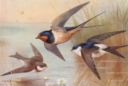 Sand-Martin, Swallow, Martin (colour litho)