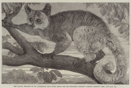 The Galago, brought by Dr Livingstone from South Africa for the Zoological Society's Gardens, Regent's Park (engraving)