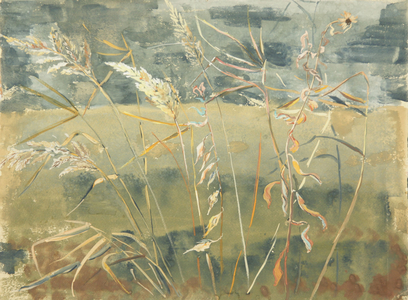 Grasses, 1984 (gouache on paper)