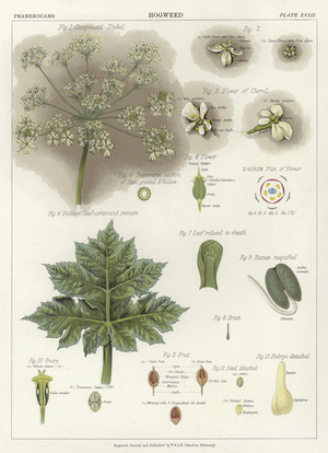 Hogweed (colour litho)