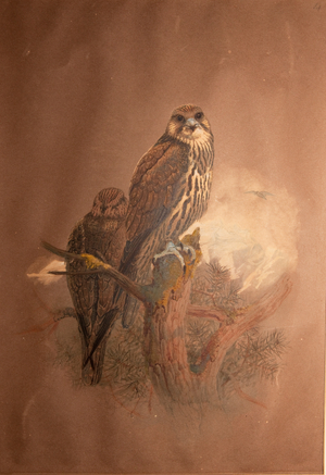 Saker Falcon (Falco sacer), 1856-67 (w/c on paper)