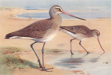 Black-Tailed Godwit (winter), Bar-Tailed Godwit (winter) (colour litho)