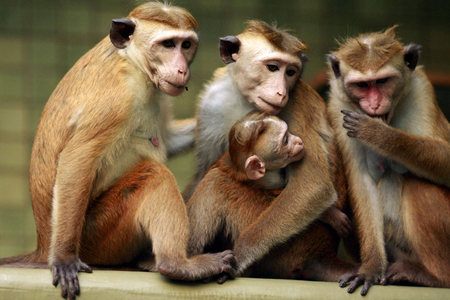 Macaques