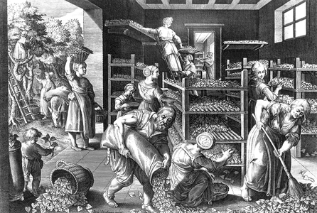 mulberry tree leaves for silkworms, engraving by Cornelis Galle, 16th century