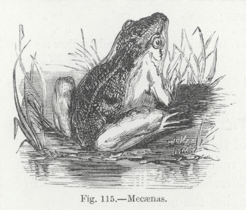 Mecaenas (engraving)