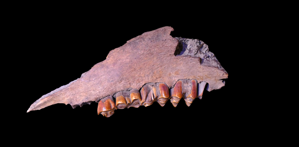 Bones of a primitive horse