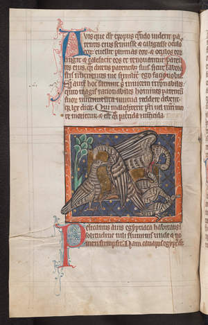Pelican, killing its offsping, 1226-1250 (illuminated manuscript)