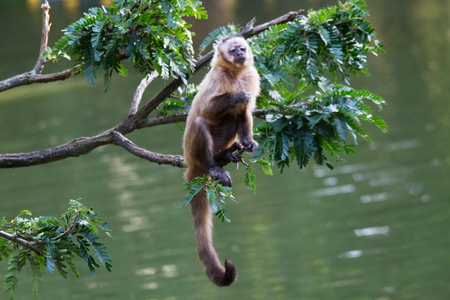 Capuchin Monkey (photo)