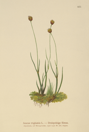 Three-hulled Rush (Juncus triglumis) (colour litho)