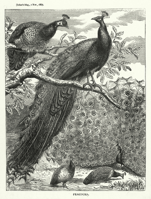 Peacocks (engraving)