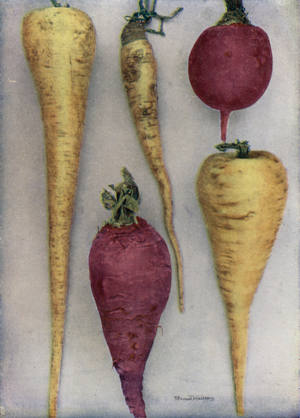 Parsnips and Beet (colour photo)