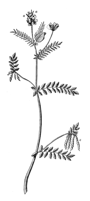 Seradella