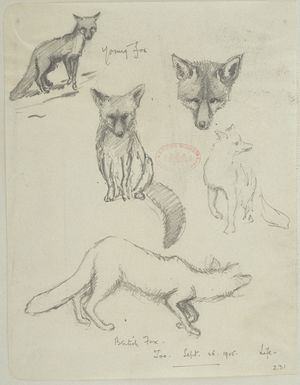 Vulpes vulpes, Red fox,  from a collection of pencil sketches and watercolour drawings of British mammals, 1905 (pencil on paper)
