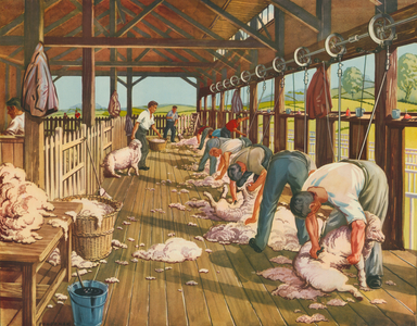 Sheep Shearing in Australia (colour litho)