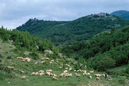 Sheep in the Bulgarian mountains (photo)