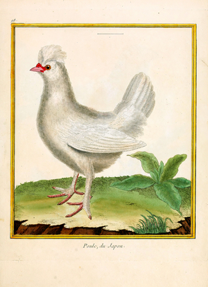 Japanese Chicken (print)