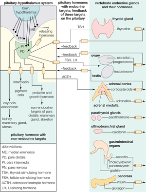 Relationships of endocrine glands, from the pituitary-hypothalamus system to the vertebrate endocrine glands and their hormones.