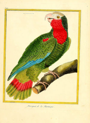 Parrot from Martinique (print)