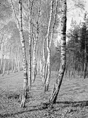 An alley of birch trees, East Prussia, 1930s (b/w photo)