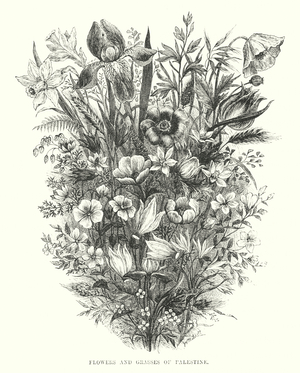 Flowers and Grasses of Palestine (engraving)