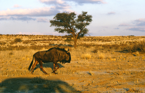 Wildebeest, South Africa (photo)