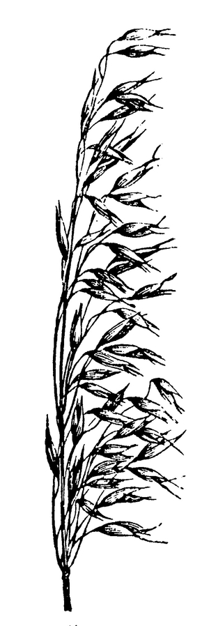 Oats