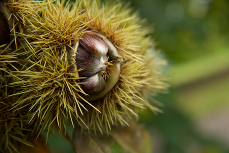 Castanea sativa (sweet chestnut), 2013 (photo)