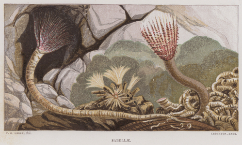 Sabellae (colour litho)
