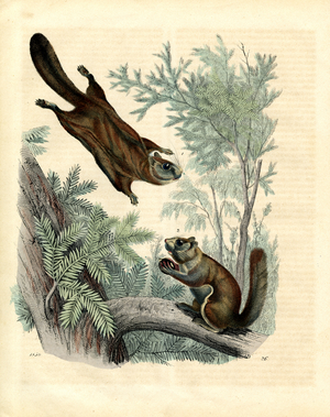 Flying Squirrel and Edible Dormouse in Coniferous Forest (engraving)