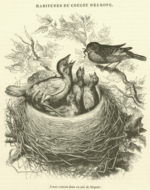 Jeune coucou dans un nid de friquets (engraving)