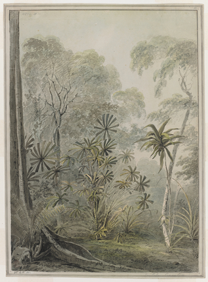 Vegetation on the island of Krakatoa.