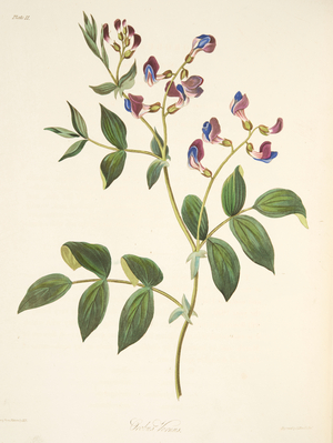 Spring Orobus, from Floral Illustrations of the Seasons, pub. 1829 (hand coloured engraving)