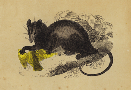 Crab-Eating Opossum (colour litho)