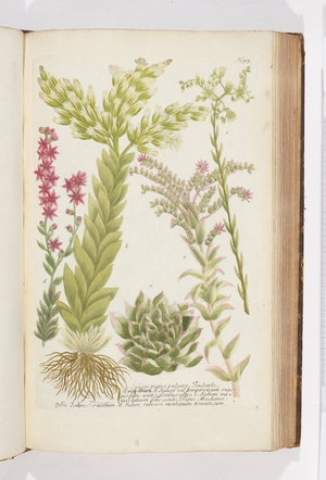 Sedum, 1737 (engraving)
