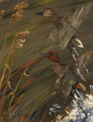 Widgeon Rising, 1945 (oil on canvas)