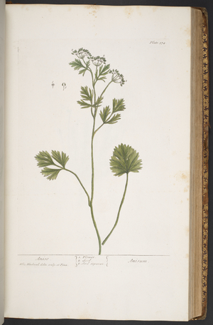 Plate 374, from 'A Curious Herbal', 1737 (coloured engraving)