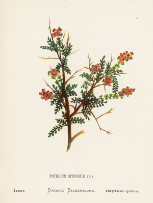 Wild Flowers of the Holy Land: Poterium Spinosum; Burnet (coloured engraving)