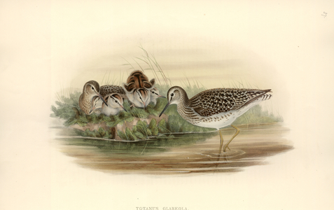 Tringa glareola