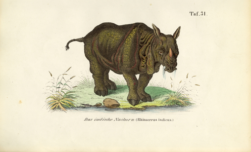 Indian Rhinoceros, 1850 (lithography)
