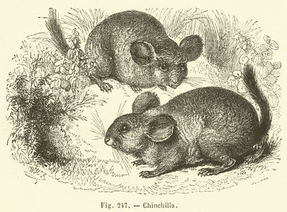 Chinchilla (engraving)
