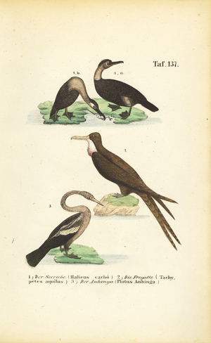Cormorant, Frigate Bird and Anhinga, 1850 (lithography)