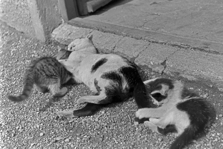 Cats playing with each other, Germany 1930s (b/w photo)