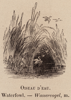 Le Vocabulaire Illustre: Oiseau d'eau; Waterfowl; Wasservogel (engraving)