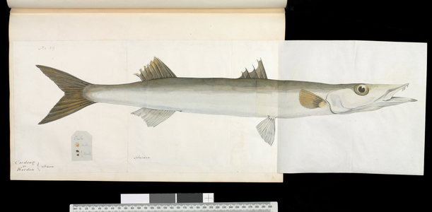 Fish illustration by Robert Neill
