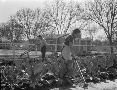 Couple growing vegetables near their New Deal homestead, El Monte, California, 1936 (b/w photo)