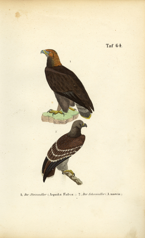 Golden Eagle and Lesser Spotted Eagle, 1850 (lithography)
