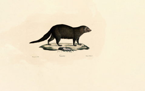 South American Tayra, 1824 (hand-coloured litho)