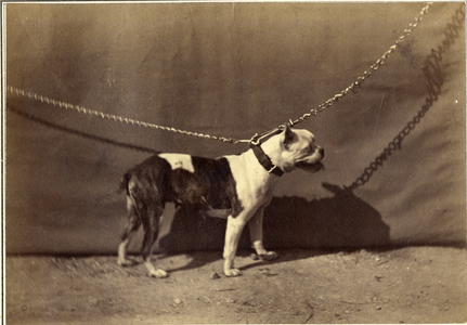 Chained bull terrier, 1867 (albumen print)