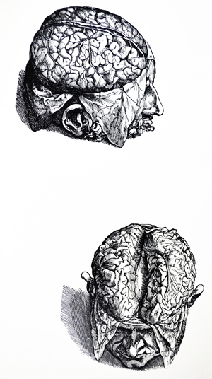 The Plates from the Seventh Book of the De Humani Corporis Fabrica