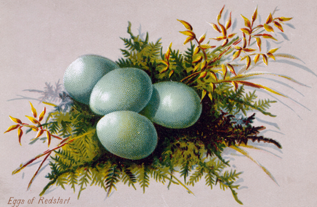 Eggs of Redstart (print)